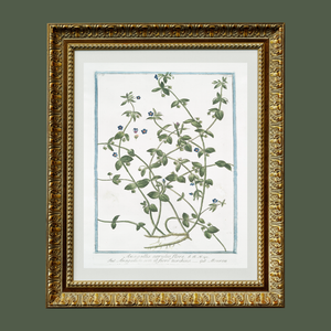 18th Century Blue Floral Buds Art Print