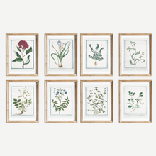 Load image into Gallery viewer, 18th Century Blue Floral Buds Art Print
