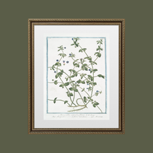 Load image into Gallery viewer, 18th Century Blue Floral Buds Art Print
